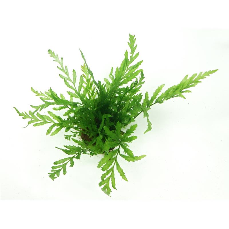 Tropica Bolbitis heudelotii - imagine 4